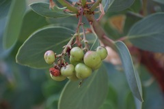 Arctostaphylos mewukka