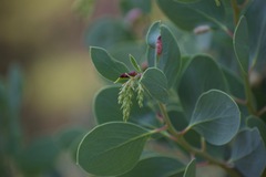 Arctostaphylos mewukka