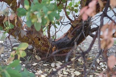Arctostaphylos mewukka