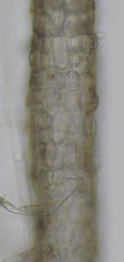 Punctaria latifolia