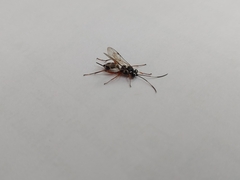 Glabridorsum stokesii