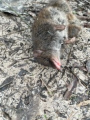 Antechinus agilis