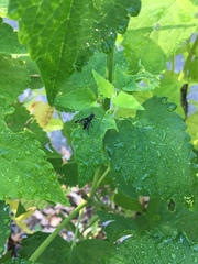 Tritoxa flexa