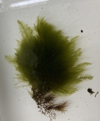 Bryopsis hypnoides