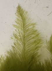 Bryopsis hypnoides