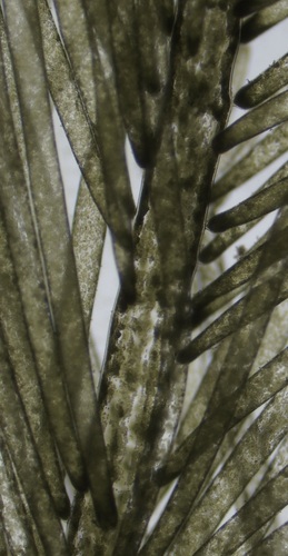 Image of Bryopsis hypnoides by (c) Thomas Irvine, some rights reserved (CC BY)