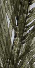 Bryopsis hypnoides