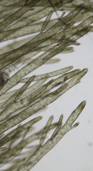 Bryopsis hypnoides