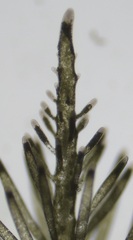 Bryopsis hypnoides