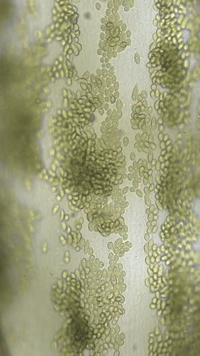 Image of Bryopsis hypnoides by (c) Thomas Irvine, some rights reserved (CC BY)