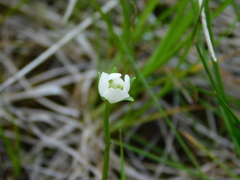 Parnassia palustris