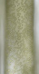 Bryopsis hypnoides