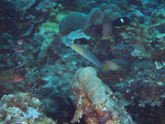 Hologymnosus doliatus