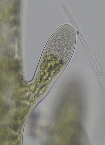 Image of Bryopsis hypnoides by (c) Thomas Irvine, some rights reserved (CC BY)