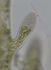 Bryopsis hypnoides