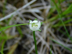 Parnassia palustris
