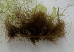 Sphacelaria rigidula