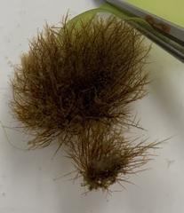 Sphacelaria rigidula