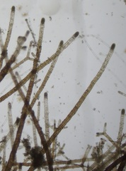 Sphacelaria rigidula