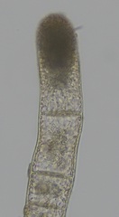 Sphacelaria rigidula