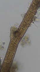 Sphacelaria rigidula