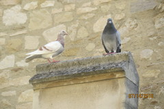 Columba livia domestica