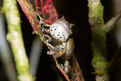 Dendropsophus marmoratus