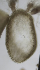 Chondria capillaris