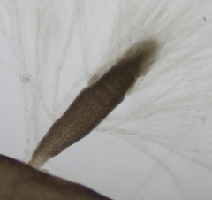 Chondria capillaris