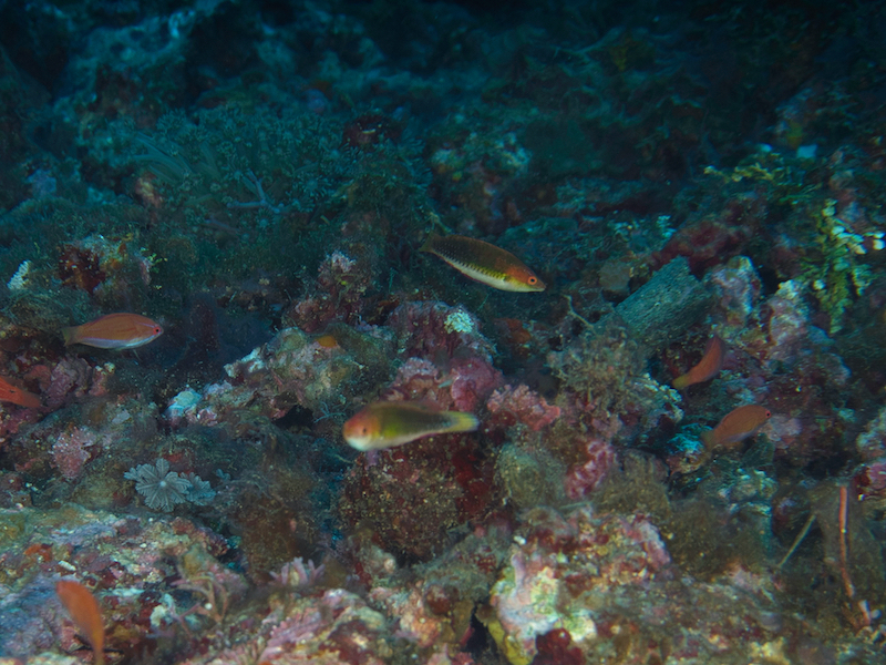 Humann's Fairy-Wrasse