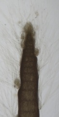 Chondria capillaris