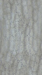 Chondria capillaris