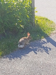 Sylvilagus floridanus