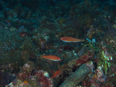 Paracheilinus flavianalis