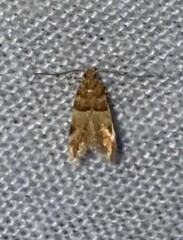 Theisoa constrictella