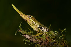 Anolis proboscis
