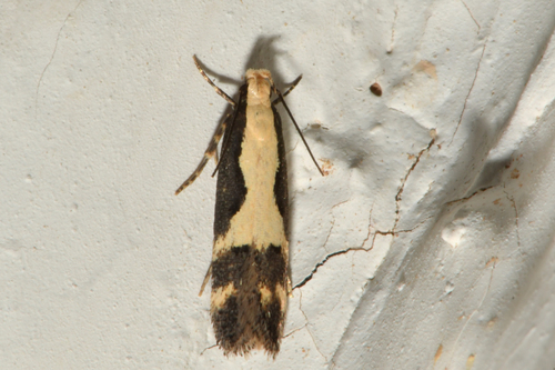 Chionodes dentella photo 4