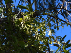 Notothixos subaureus