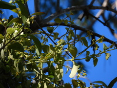 Notothixos subaureus