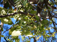 Notothixos subaureus