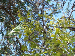 Notothixos subaureus