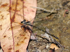 Austroargiolestes isabellae