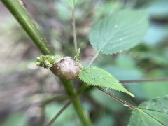 Dasineura involuta