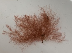 Callithamnion corymbosum