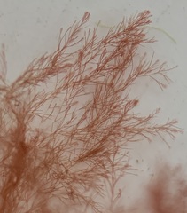 Callithamnion corymbosum