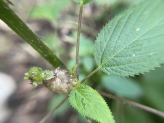 Dasineura involuta