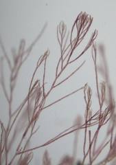 Callithamnion corymbosum