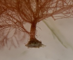 Callithamnion corymbosum