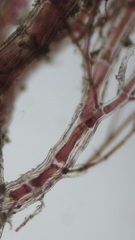 Callithamnion corymbosum