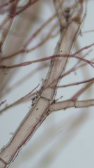 Callithamnion corymbosum